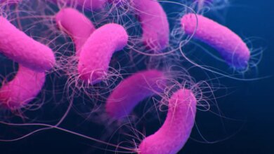 Pseudomonas aeruginosa: cientista explica quem é a bactéria que contaminou água Crystal e produtos da Ypê