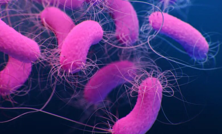 Pseudomonas aeruginosa: cientista explica quem é a bactéria que contaminou água Crystal e produtos da Ypê