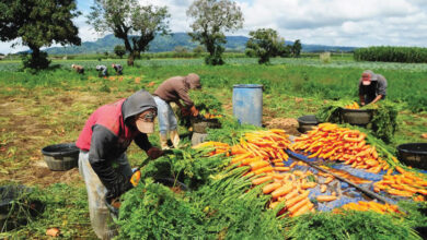 Aumento da produção agrícola garante segurança alimentar em Moatize