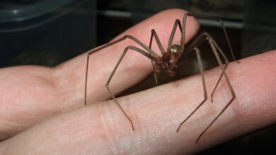 Por que Curitiba se tornou a capital brasileira dos acidentes e estudos com a aranha-marrom