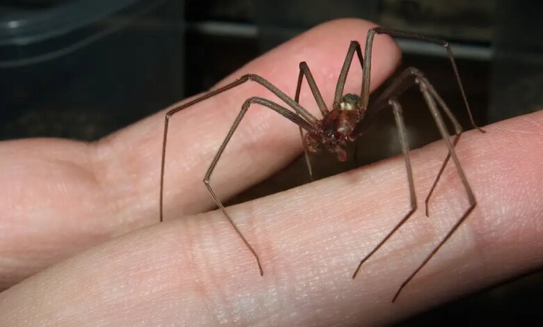 Por que Curitiba se tornou a capital brasileira dos acidentes e estudos com a aranha-marrom