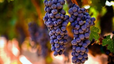 Sabor de promessa