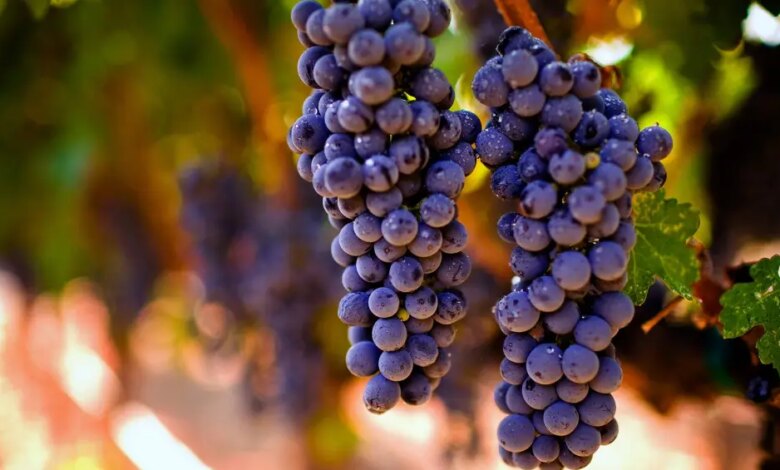 Sabor de promessa