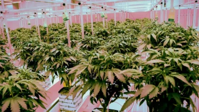 Brasil passa a permitir o cultivo de Cannabis