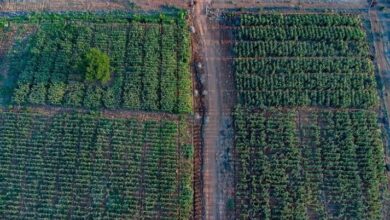 Mabalane já dispõe de Plano de Uso de Terra