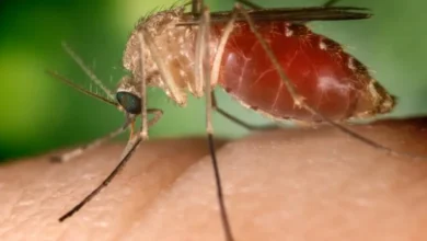 Febre do Nilo Ocidental: SP registra dois casos da doença e SC tem morte