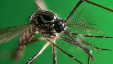 São Paulo registra mais de 58 mil casos de dengue e 42 mortes em 2026