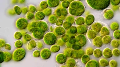 Como estudo de uma alga iluminou a visão sobre o nosso cérebro e rendeu um Prêmio Nobel