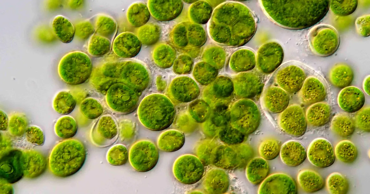 Como estudo de uma alga iluminou a visão sobre o nosso cérebro e rendeu um Prêmio Nobel