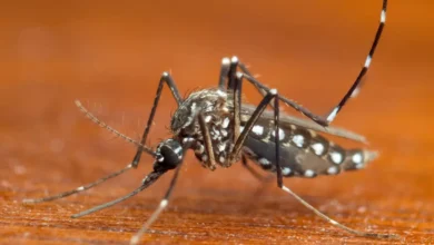Secretaria da Saúde de SP alerta para prevenção de dengue e chikungunya em período de chuva e calor